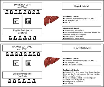 Advancing non-alcoholic fatty liver disease prediction: a comprehensive machine learning approach integrating SHAP interpretability and multi-cohort validation